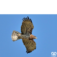 گونه عقاب مارخور Short-toed Eagle